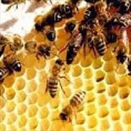پاورپوینت الگوریتم کلونی زنبور عسل